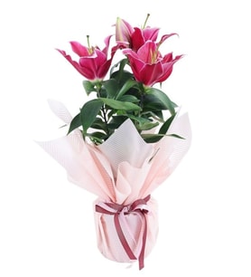 Premium Buketli Beyaz Polimer Saksıda Pembe Lilyum