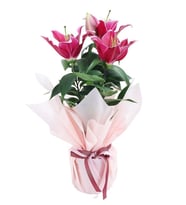 Premium Buketli Beyaz Polimer Saksıda Pembe Lilyum