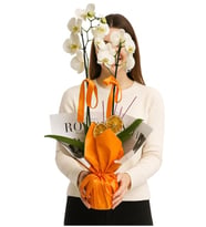 Buket Kağıtlı Saksıda Beyaz Çiftli Orkide