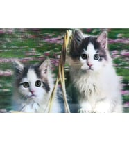 5D Elmas Boyama Sevimli Kediler İkili Kedi Resmi Tablosu 40x60 cm