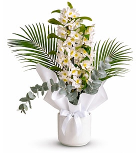 Premium Seramik Saksıda Kokulu Dendrobium Orkide