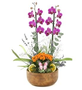 Kahverengi Saksıda Mini Mor Orkide ve Kırmızı Kalanchoe