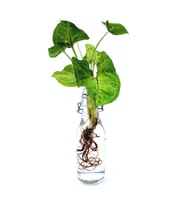 Syngonium Podophyllum Melek Kanadı Ok Başı Çİçeği Su Bitkisi