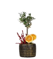 Premium Gold Vazolu Zeytin Bonsai Çiçeği