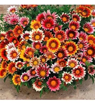 Meramlı Kız Gazania Çiçeği Tohumu 1 PAKET (20 adet)