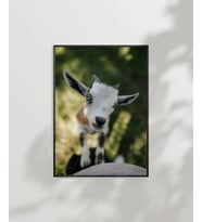 Sevimli Keçi Portresi (Çok Renkli)
