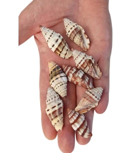 50 Gram Mitra Deniz Kabukları 555