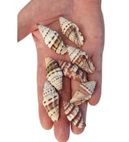 50 Gram Mitra Deniz Kabukları 555