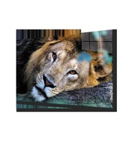 Aslan Hayvan Cam Tablo 4mm Dayanıklı Temperli Cam