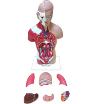 İnsan Vücudu Küçük 28 cm 8 parçadan oluşan eğitici oyuncak Sök tak, tak çıkar insan anatomisi, insan vücudu