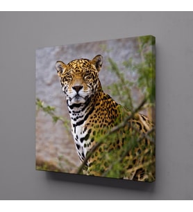LEOPARIN DURUŞU KANVAS TABLO 50x50cm (Karışık)