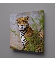 LEOPARIN DURUŞU KANVAS TABLO 50x50cm (Karışık)