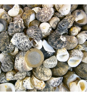 Sea Nerita Kiloluk Deniz Kabuğu (1 KG)