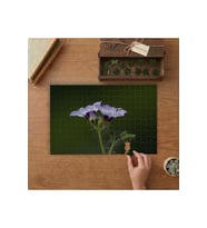 Kuş Gözü Çiçeği - Doğa - Çiçekler Tasarımı 240 parça Ahşap Puzzle Ahşap Kutuda MP09585