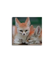 DBSanatevi Tilki Tablo 50 X 70 Cm
