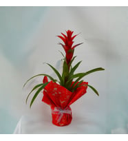Yılbaşı konsept buketli beton saksıda Guzmania