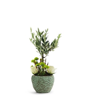 Zeytin Ağacı Bonsai & Beyaz Güller
