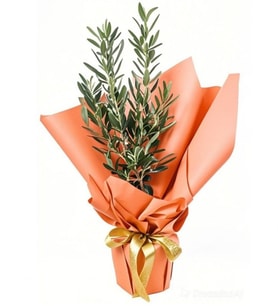 BUKET KAGIDINDA ZEYTİN AGACI TASARIM