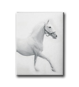 Beyaz At Canvas Tablo MİND724