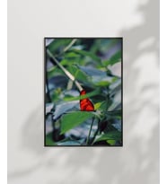 Yeşil Yaprak Üzerinde Kırmızı Kelebek Poster (Çok Renkli)