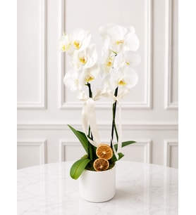 White Orkide