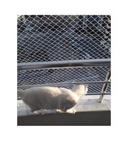 Kedi Filesi 2,50 X 8 Metre Kedi Koruma Filesi Kuş Filesi Balkon Filesi 1 Mm Kedi Güvenlik Filesi (Çok Renkli)
