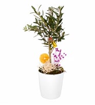 Seramikte Bonsai Zeytin Ağacı