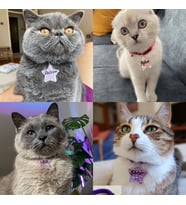 "Yıldız" Şeklinde Tasma - Zilli - Ayarlanabilir - Isimli Kedi Tasması / Küçük-Orta Irk Köpek Tasması