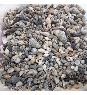 Karışık Minik Kiloluk Deniz Kabuğu (Şişe İçi İçin) 250 Gr