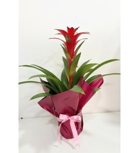 Buketli Polimer Saksıda Guzmania