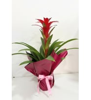 Buketli Polimer Saksıda Guzmania