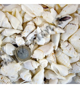 White Seula Kiloluk Deniz Kabuğu (1 KG)