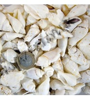 White Seula Kiloluk Deniz Kabuğu (1 KG)