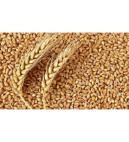 Buğday 10 kg yem tavuk,hindi,güvercin