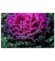 Cakapuzzle  Brassica Oleracea Yaprakları  Puzzle Yapboz MDF (Ahşap) (120 Parça)