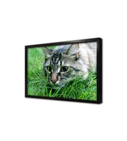 Kedi Çerçeveli Cam Tablo