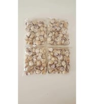 Küçük Deniz Kabuğu Süs Dekoratif Akvaryum Süsleme 100 Gr