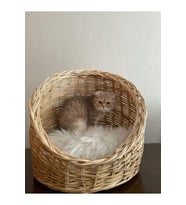 Konforlu ve Şık Büyük Boy Kedi Köpek Sepeti, Ev İçin Rahat Seçenek