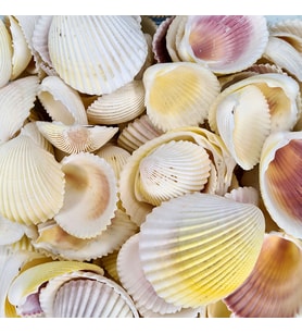 Fragum Kiloluk Deniz Kabuğu (1 KG)