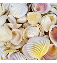 Fragum Kiloluk Deniz Kabuğu (1 KG)