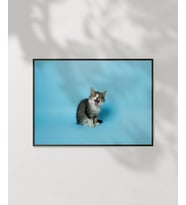 Mavi Fon Üzerinde Gri Kedi Poster (Çok Renkli)