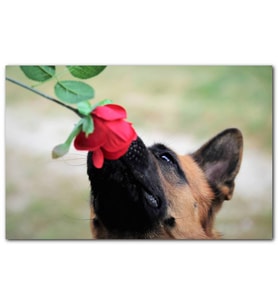 Cakatablo Kırmızı Gülü Koklayan Kurt Köpeği MDF Tablo