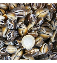 Cyprea Caputserpentis Kiloluk Deniz Kabuğu - Kesik (100 GR)