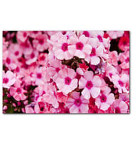 Cakatablo Pembe Plumeria Çiçekleri MDF Tablo