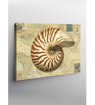 Kanvas Tablo Fosil Nautilus Kabuk