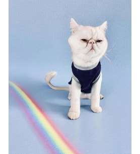 Navy Sports Atlet Kedi Kıyafeti Kedi Elbisesi (Lacivert)