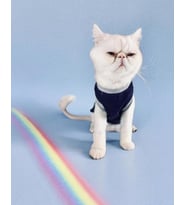 Navy Sports Atlet Kedi Kıyafeti Kedi Elbisesi (Lacivert)