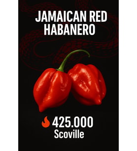 JAMAICAN RED HABANERO / 425.000 Scoville - Gerçek Taze Acı Biber