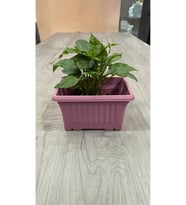 Ova Balkon Saksı No:1 – 27x16 cm, 3.5 Litre Dikdörtgen Saksı