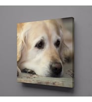BEYAZ MASUM KÖPEK KANVAS TABLO 60x60cm (Karışık)